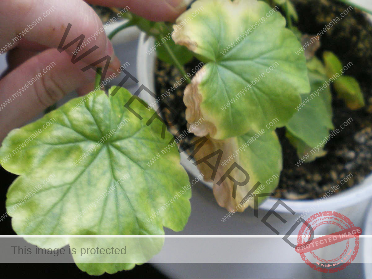 Reasons Why Your Geranium Leaves Are Turning Yellow And Solutions