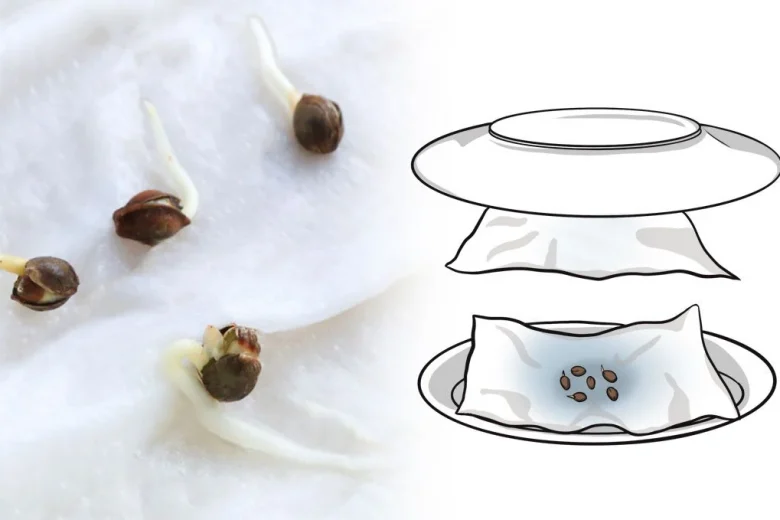 Germinating Seeds with Paper Towels
