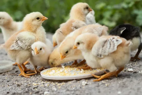 Basic Recipe for Homemade Baby Chick Feed