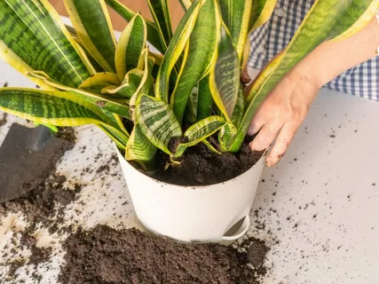 How to Pick Out the Best Pot for Your Snake Plant