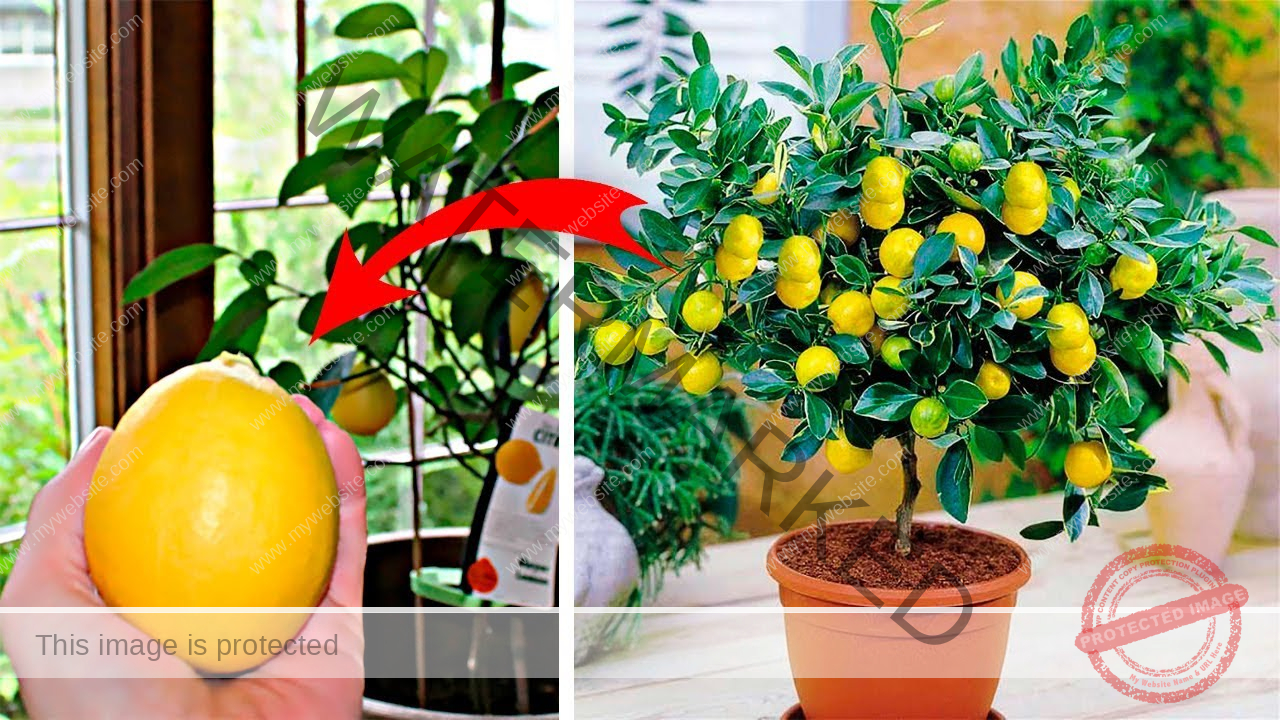 Why Are My Lemon Tree Leaves Curling? Solutions to Keep Your Lemon Tree