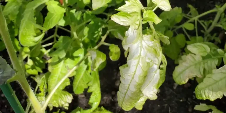 Tomato Leaves Turning White