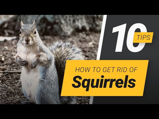 Ways to Keep Squirrels Out