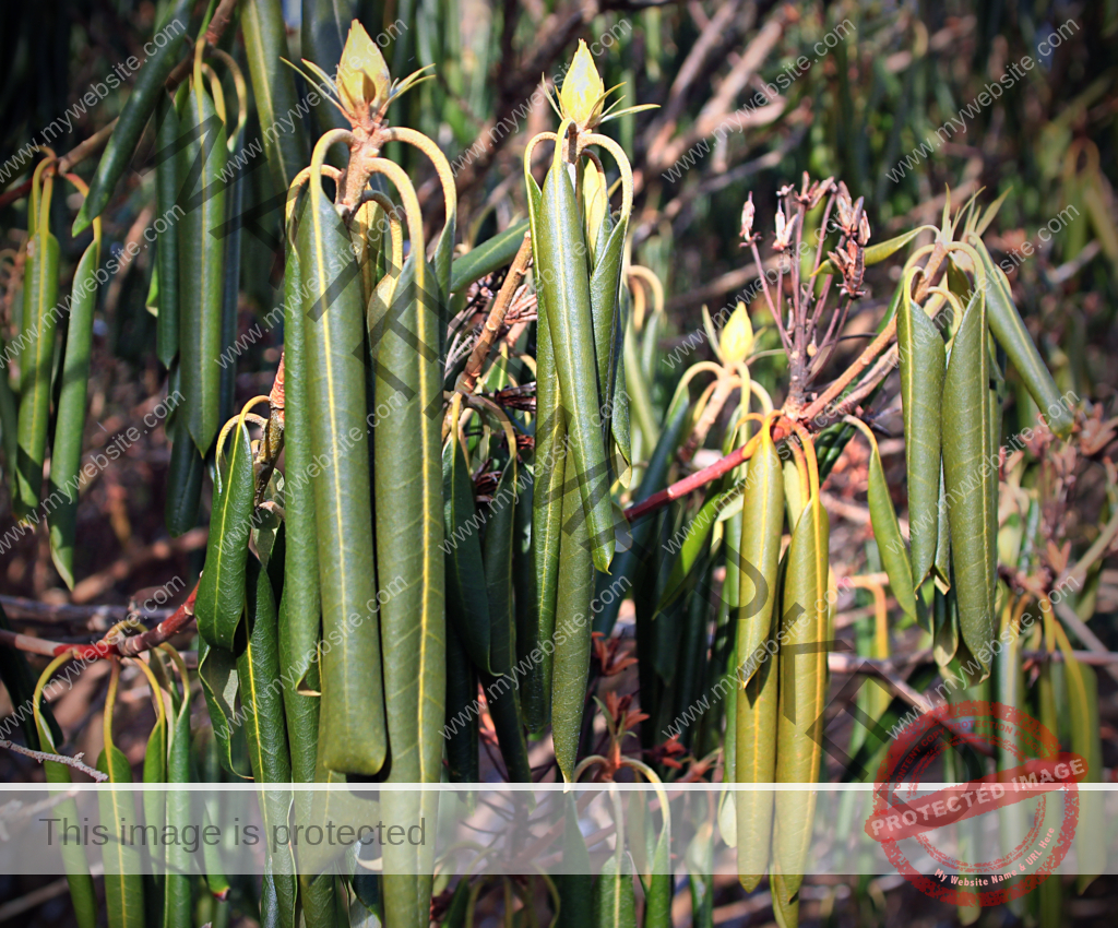 When Leaves Turn: Addressing Rhododendron Leaf Curl - Agrolearner.com