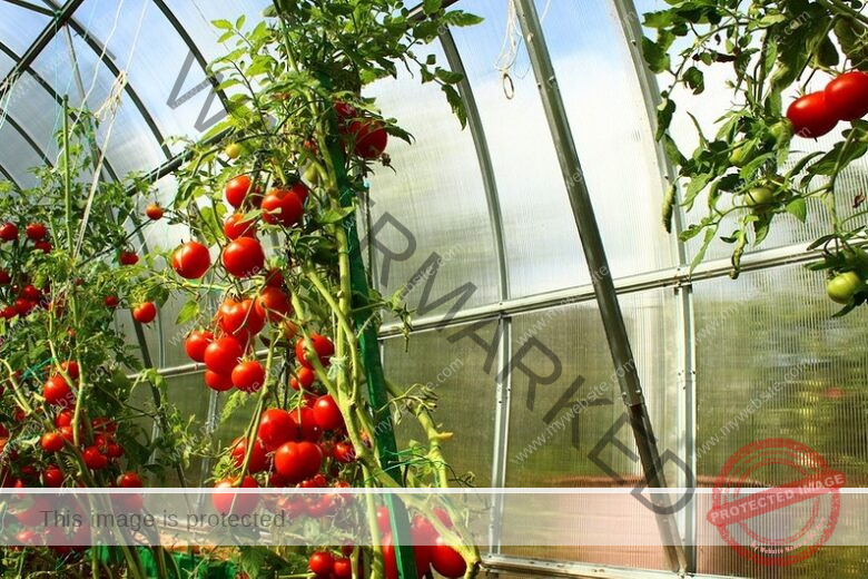 tomatoes in greenhouse