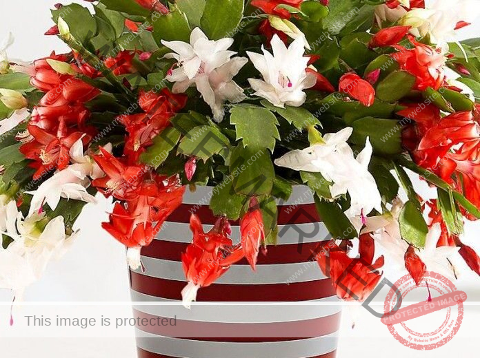 Christmas Cactus