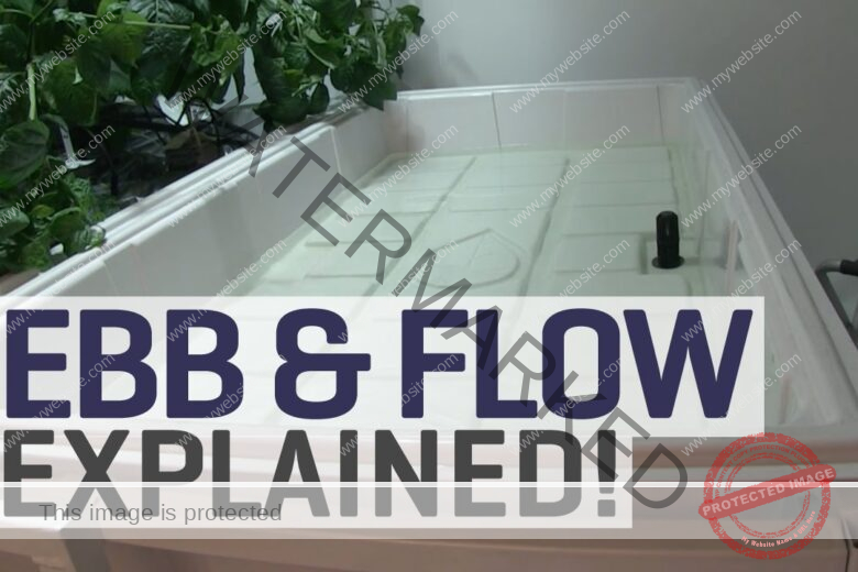 Ebb and Flow (Flood and Drain) Hydroponics