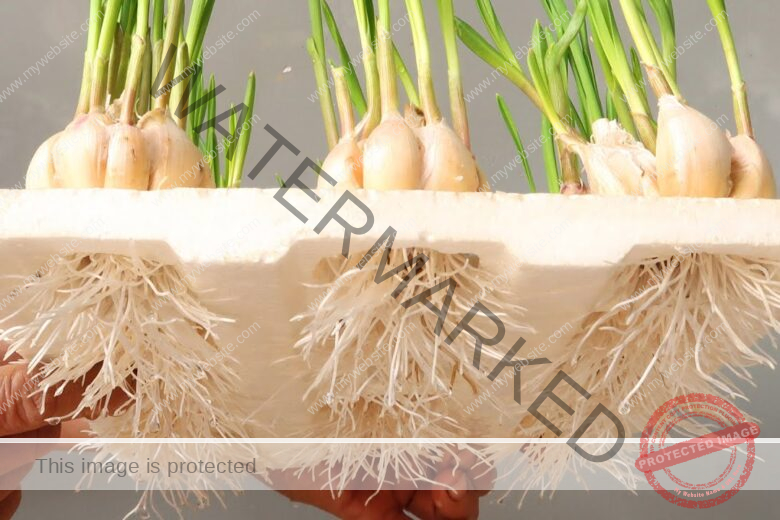 Green Onion Hydroponics