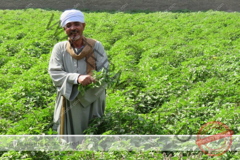 Agri farming, a term often used interchangeably with agriculture, refers to the science, art, and business of cultivating plants, animals, and other life forms for food, fiber, fuel, and other products essential for human life.