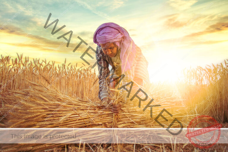 summer-crops-in-india-for-vegetables-flowers-fruits-herbs