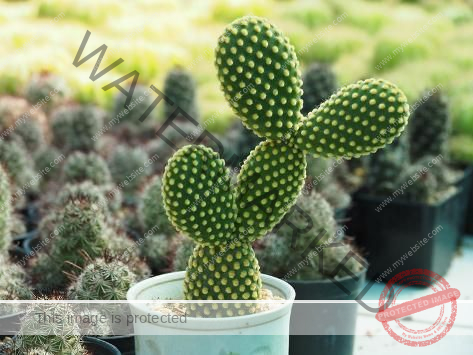 Bunny Ears Cactus
