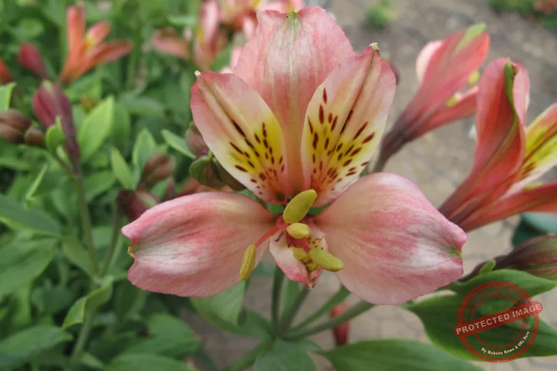 Alstroemeria (Peruvian Lily)
