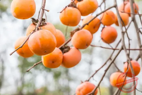 American Persimmon Trees