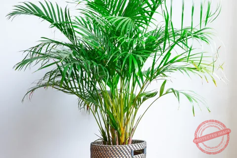 Areca Palm