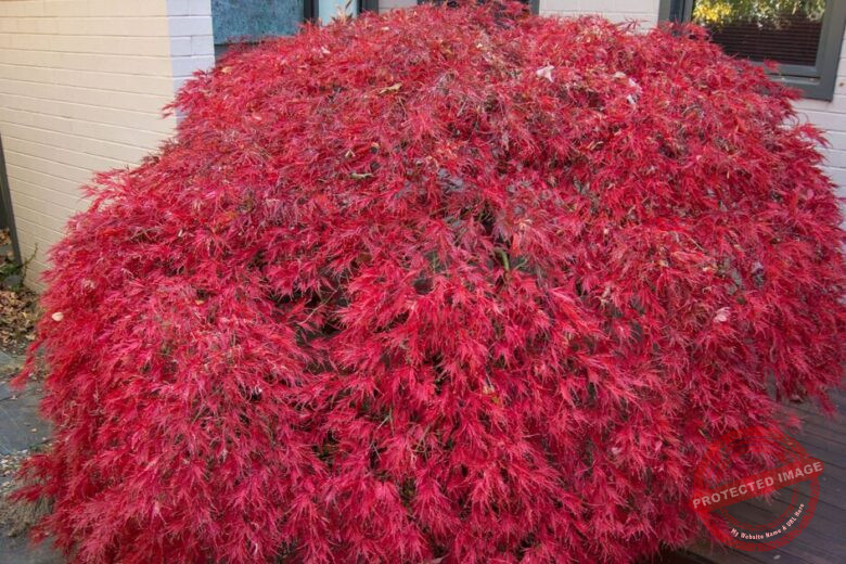 Best Dwarf Japanese Maple
