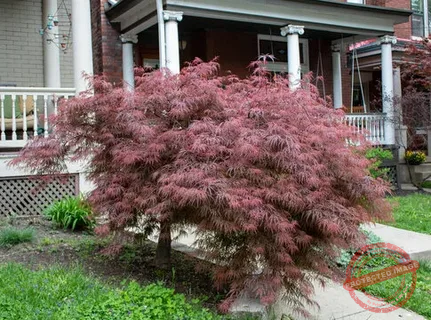 Best Tips for Growing ‘Crimson Queen’ Japanese Maple Trees