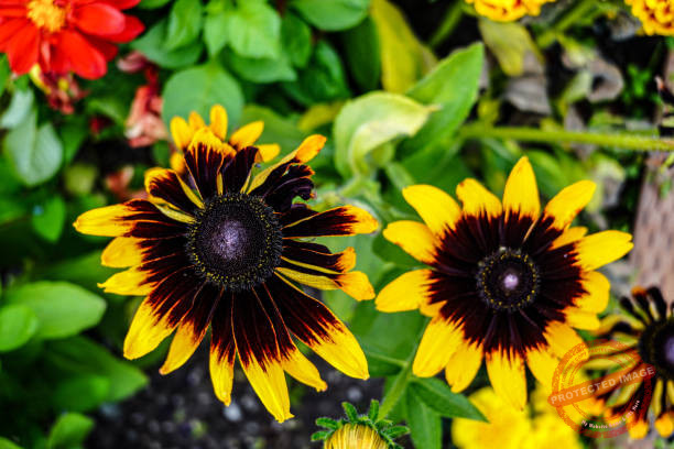 Black-Eyed Susan