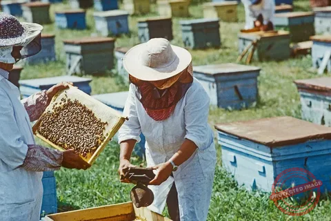 Budget Beekeeping
