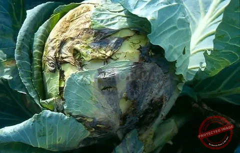 Cabbage Diseases