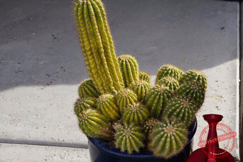 Cactus Is Turning Yellow