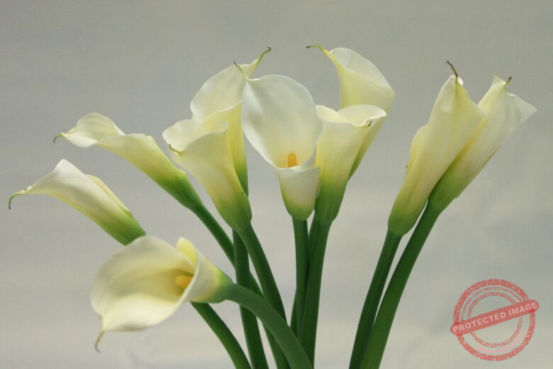 Calla Lily