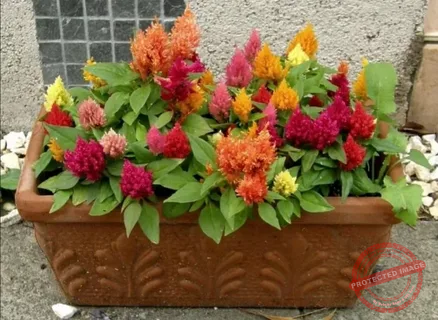 Celosia