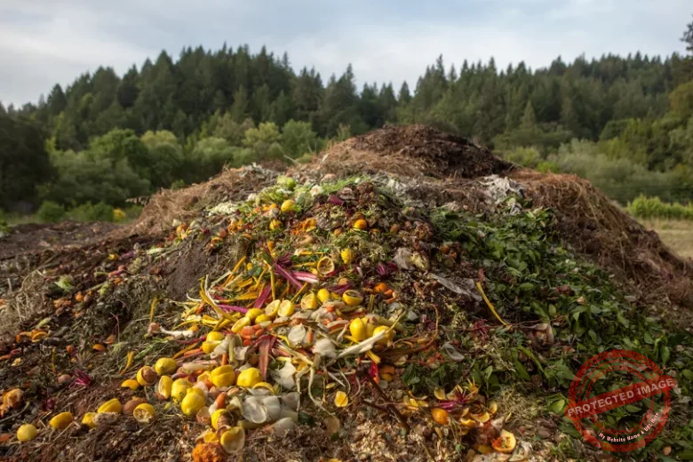 Compost Pile