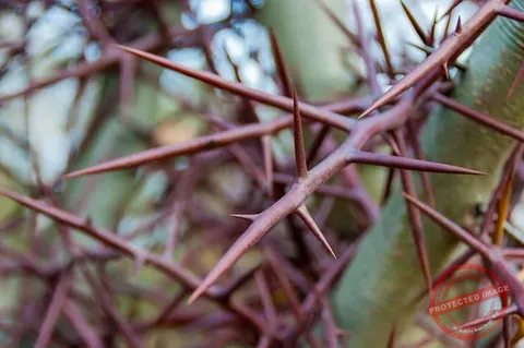 Defensive Plants