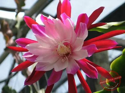 Epiphyllums