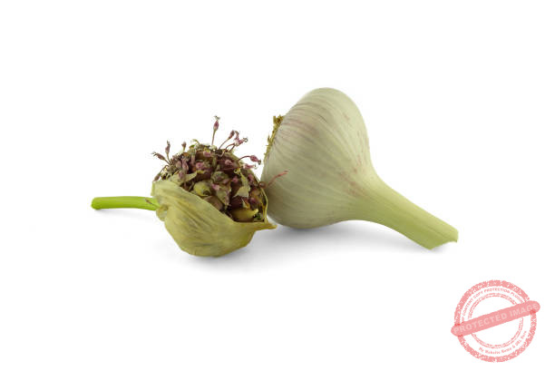 garlic bulbils