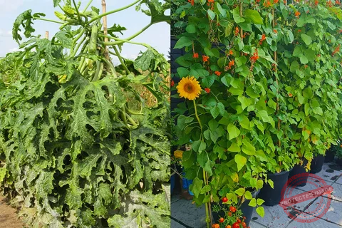 Growing Climbing Plants for Your Home