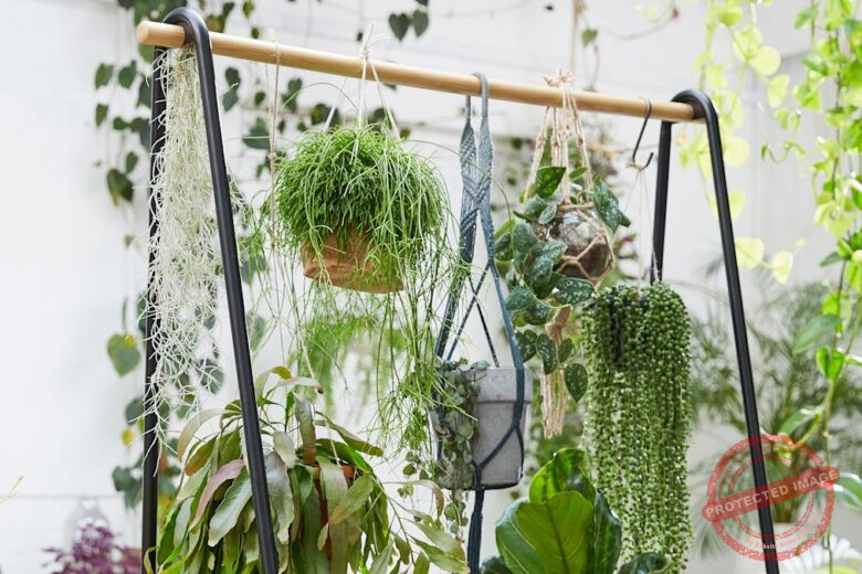 Hanging Plants