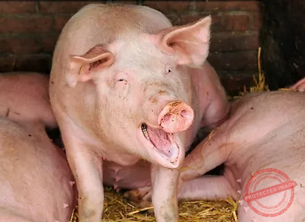 Heat Cycle in Pigs