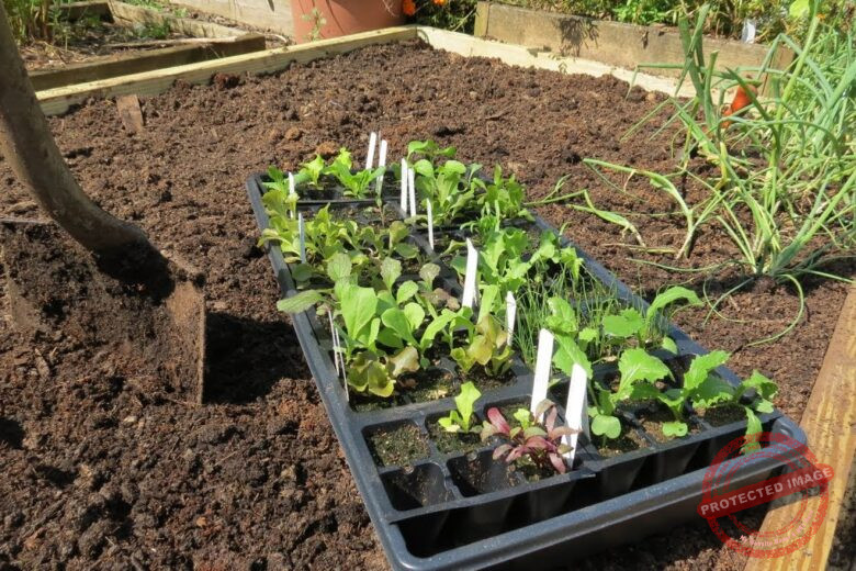How to Fertilize Your Vegetable Garden