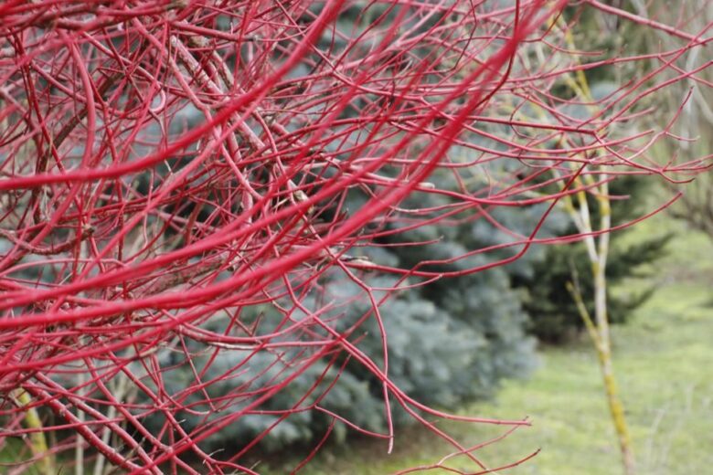 How to Grow and Care For Red Twig Dogwood
