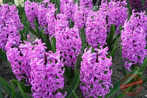 Hyacinth Flowers