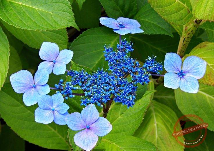 Lacecap Hydrangea