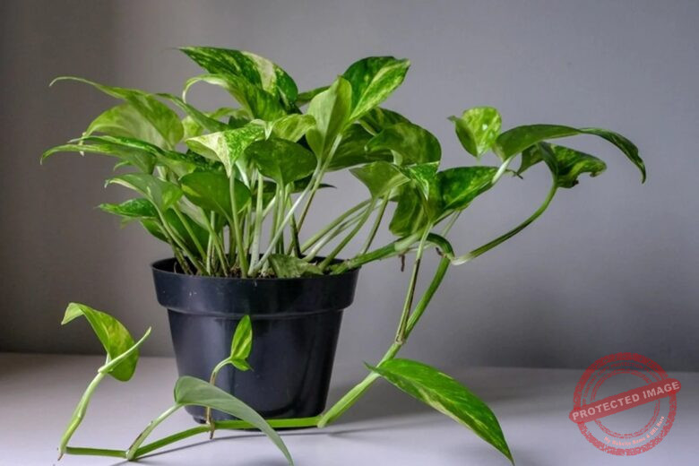 Money Plant (Pothos)