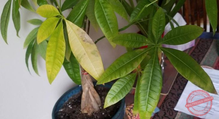 Money Tree Leaves