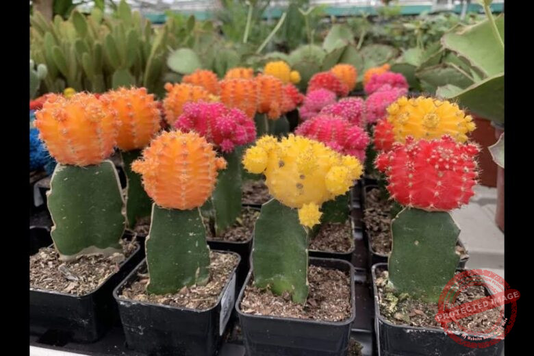 Moon Cactus
