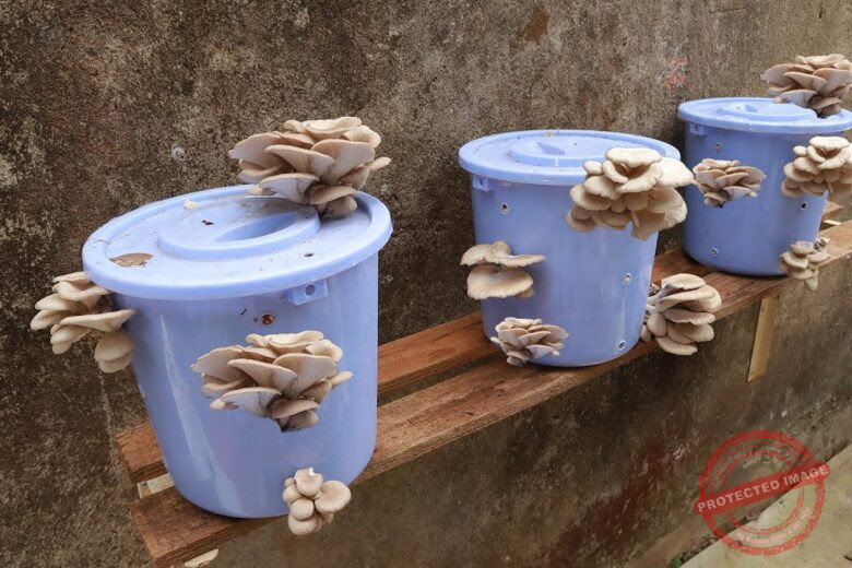 Mushroom Growing Supplies for Home Growers