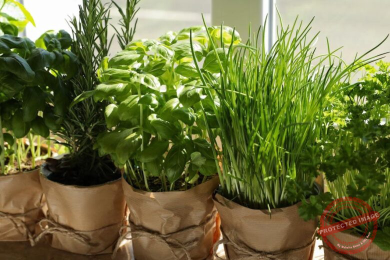 Must-Grow Herbs For Your Spring Garden