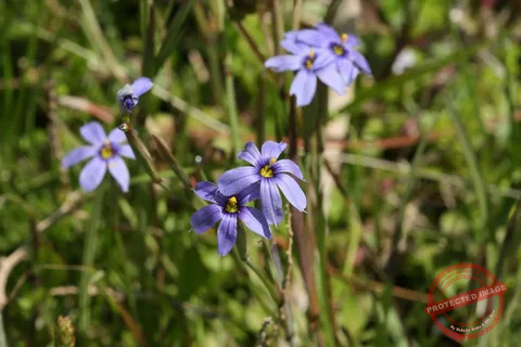 Native Blue Wildflowers