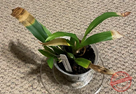 Orchid Stem Turned Brown