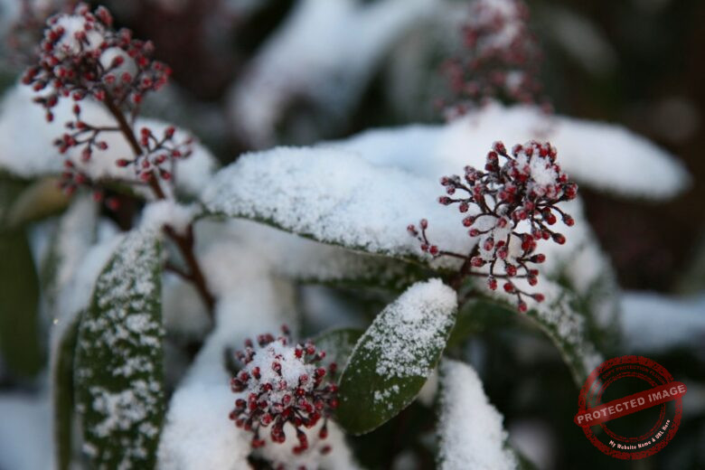 Outdoor Plants Alive During Winter