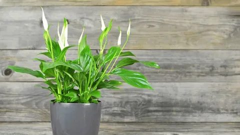 Peace Lily is Drooping