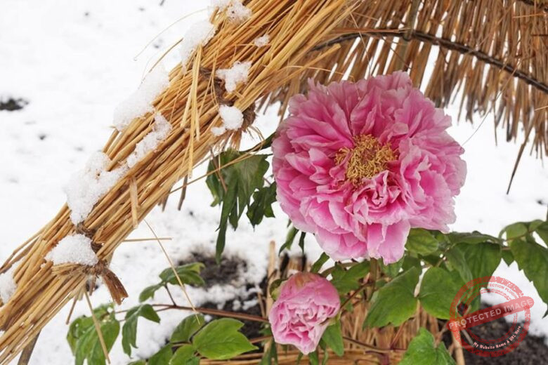 Peony Plants in Winter