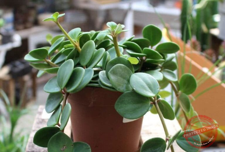 Peperomia Hope Plant