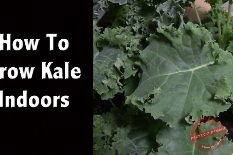Secrets to Growing Kale Indoors