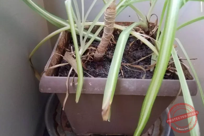 Spider Plant